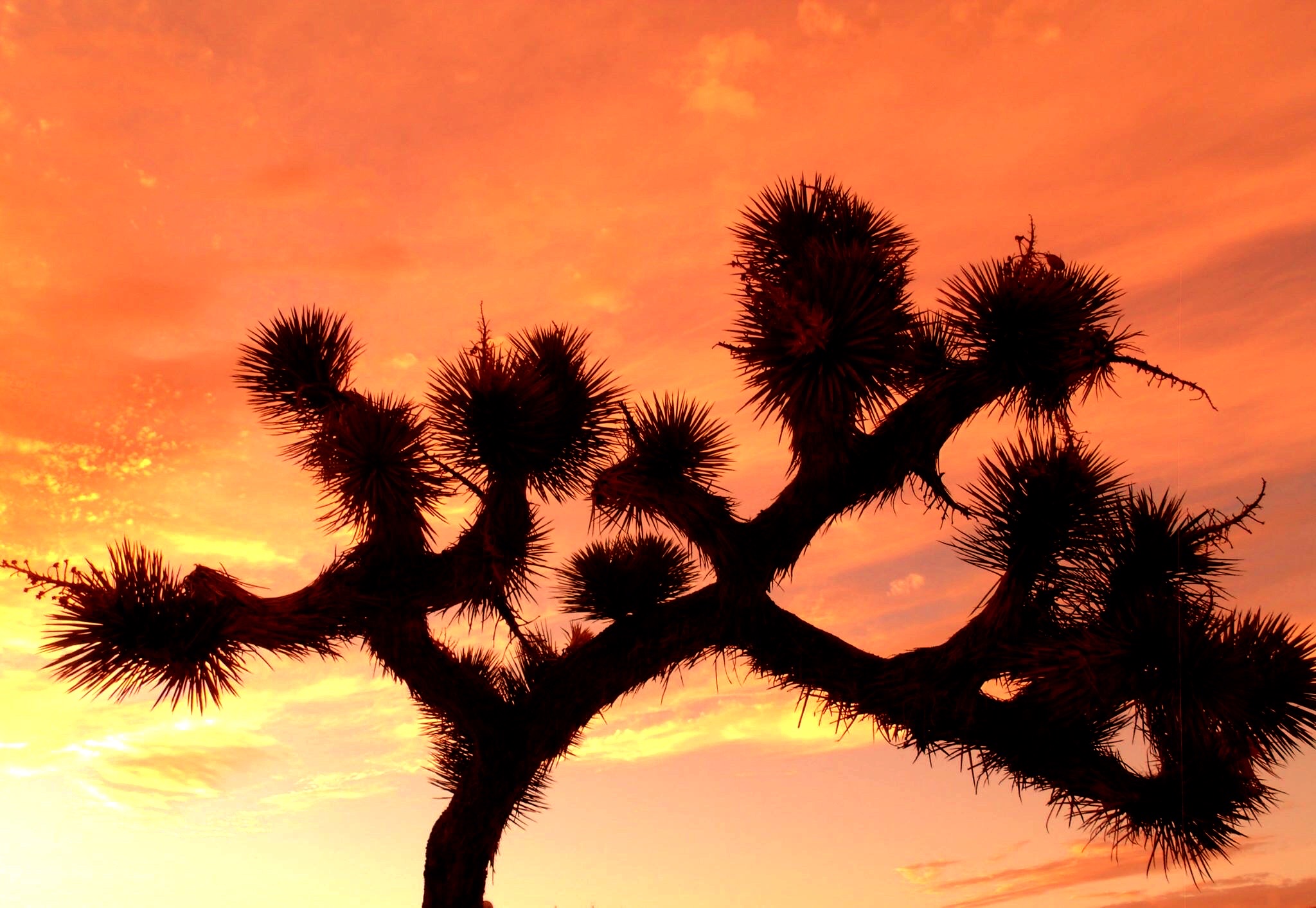 Joshua Tree